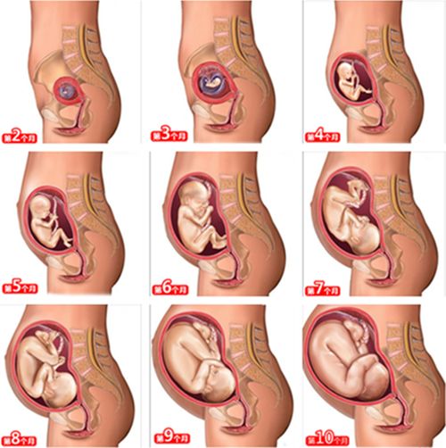 胎儿抽血亲子鉴定，对胎儿和孕妇有伤害吗