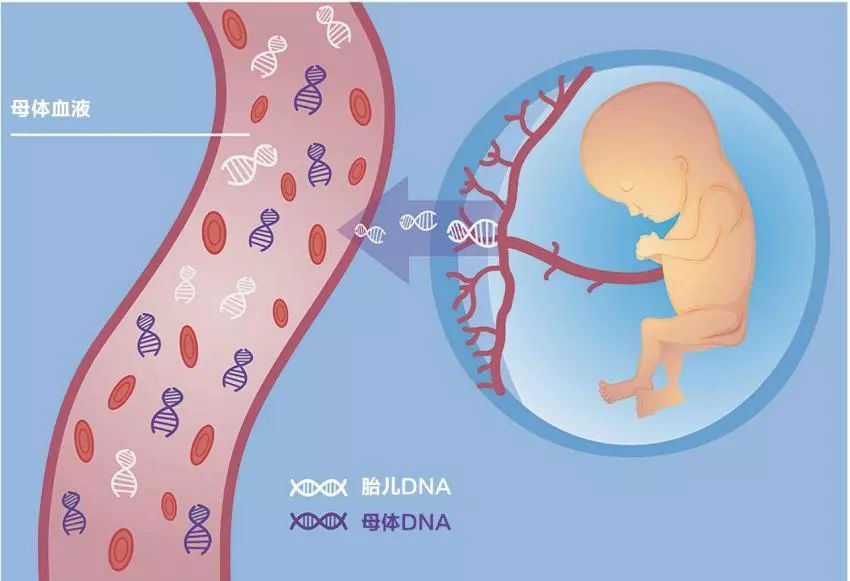 在婴儿没生之前可以验dna吗？胎儿验dna有哪些方式？